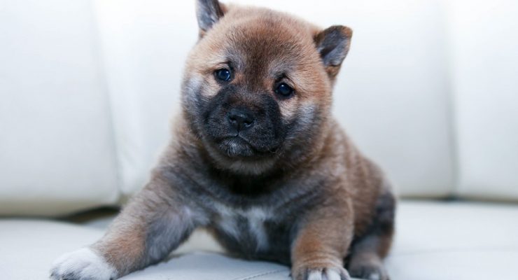 dog-puppy-canine-animal-464239