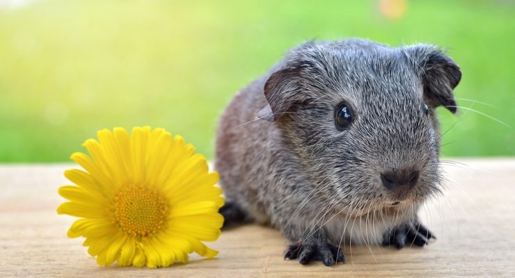 guinea-pig-smooth-hair-silver-black-and-white-agouti